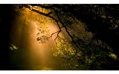 Avrupa Korucu Federasyonu’nun Yayınlamış Olduğu “Yangın Söndürme Sırasında Hayatını Kaybeden Türk Doğa Koruma Çalışanları İçin Yas” Haberi ve Dayanışma Mektubu