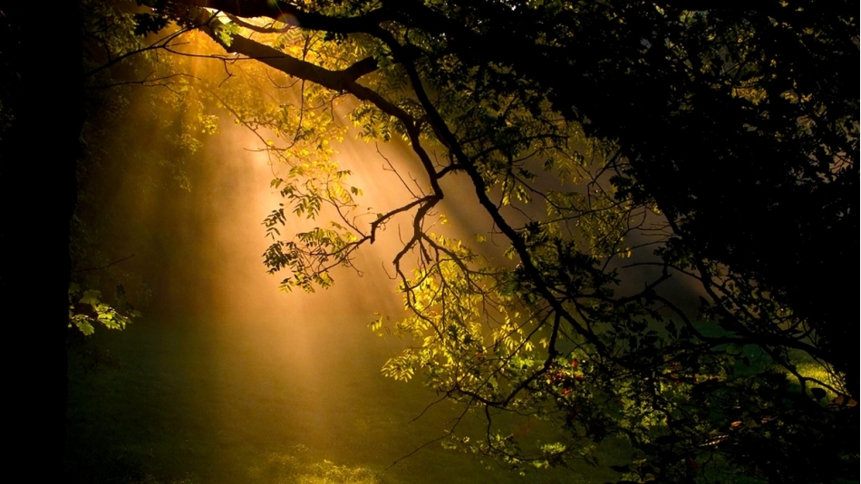 Avrupa Korucu Federasyonu’nun Yayınlamış Olduğu “Yangın Söndürme Sırasında Hayatını Kaybeden Türk Doğa Koruma Çalışanları İçin Yas” Haberi ve Dayanışma Mektubu